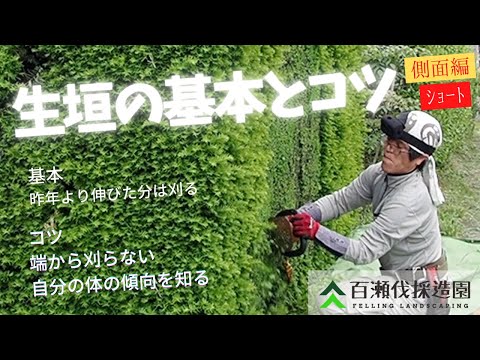 ブナの生垣を正しくトリミングする方法は次のとおりです トピックス