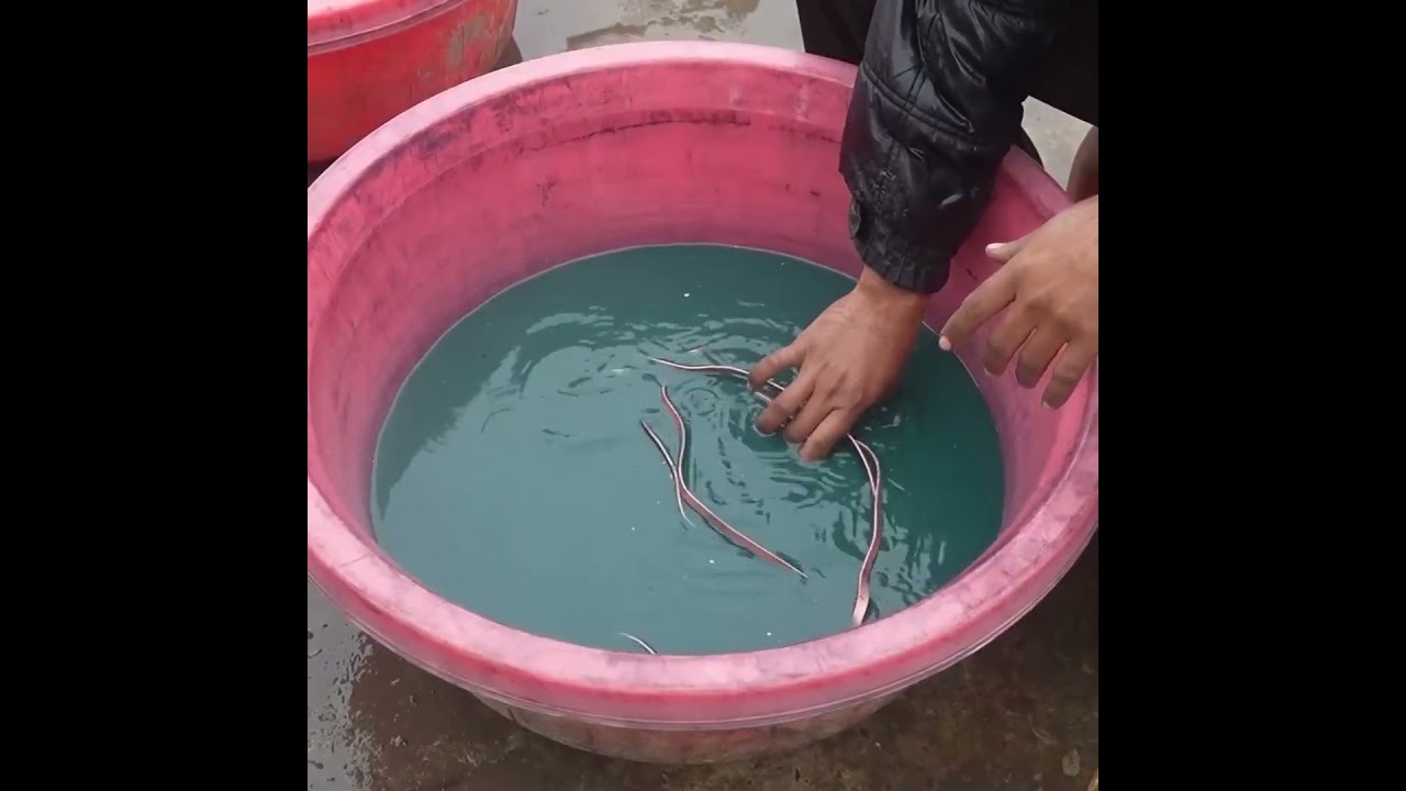 Video JNw55r0MqIg