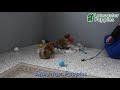 Shiba Inu dogs for sale: Liliana - Video 1