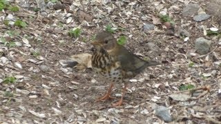 クロツグミも来た[夏鳥]