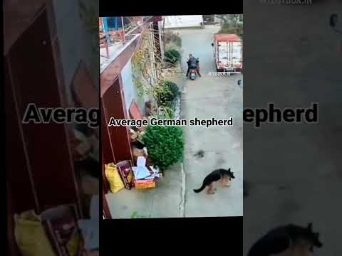 Average German shepherd vs Desi Street Dog ✨🔥 #shortsvideo #streetdog #germanshepherd #dog
