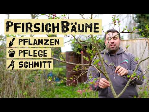 Pfirsichbaum: Anbau, Schnitt & Kräuselkrankheit vermeiden