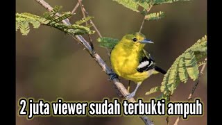Download Suara pikat burung sertu 100% ampuh!!! Dan memancing sertu yg macet bunyi Mp3