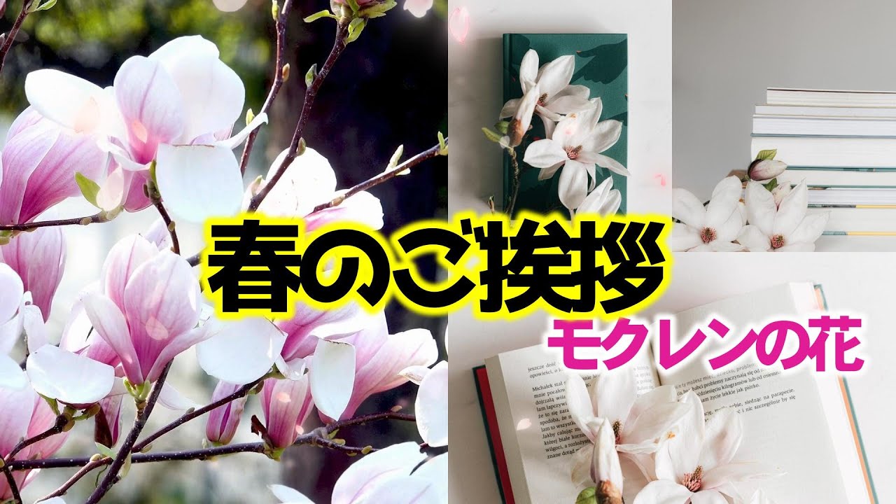 【春の挨拶動画】春の景色をラインで送る4月のカード(モクレン)