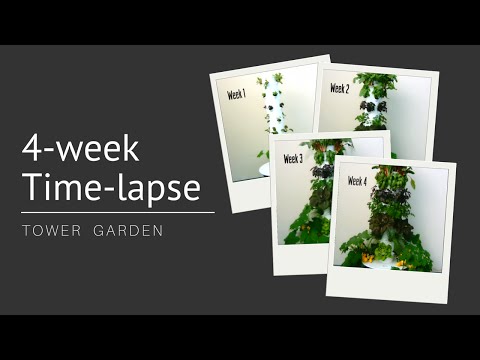 4-week time-lapse video 