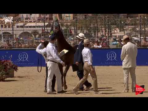 N.138 VESUVIUS DPA - Menton 2019