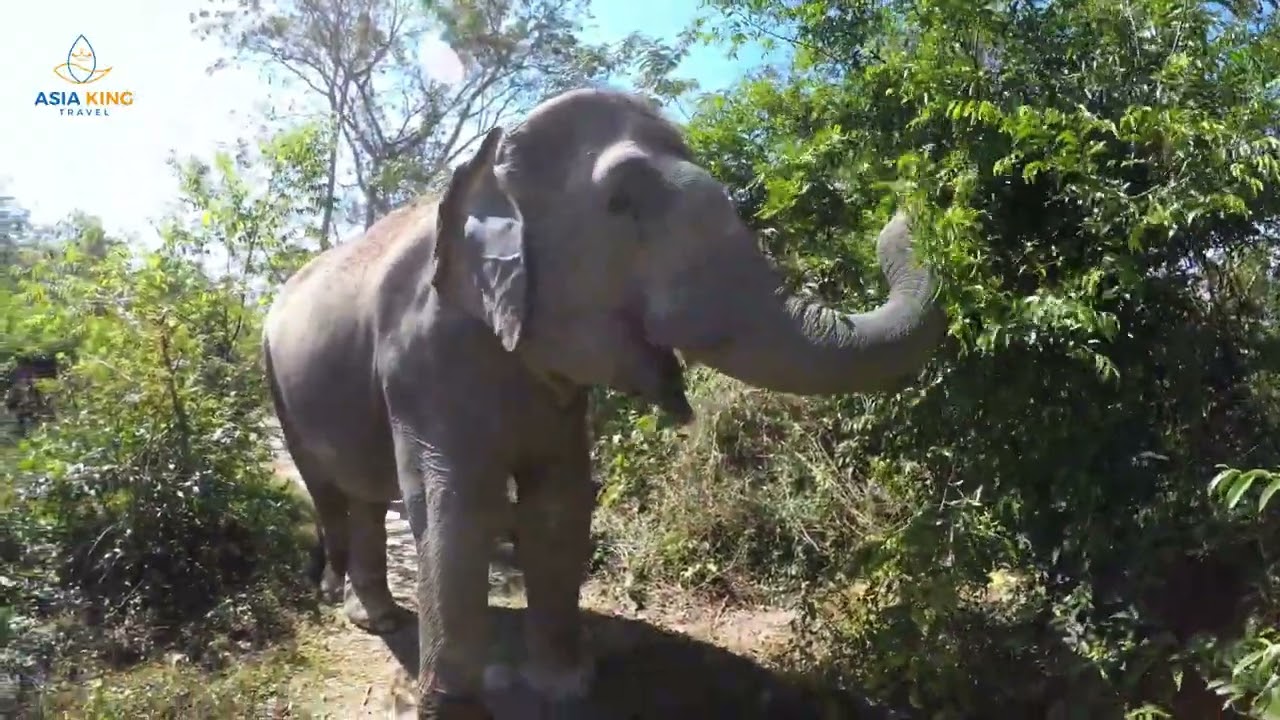 Kulen Elephant Forest: Siem Reap’s Elephant Sanctuary