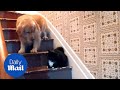 Scaredy Dog Reluctant Pooch Refuses To Pass Cat On Stairs Daily Mail