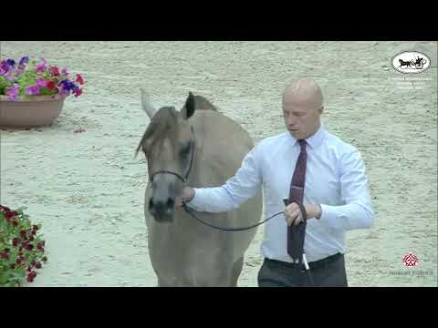 N 10 SHAMA AL ZOBAIR   Sharjah International Arabian Horse Festival 2022   Yearling Fillies Section