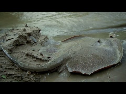 Catching a Freshwater Stingray in South America