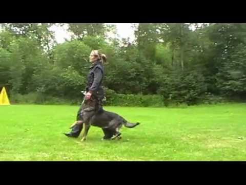 Astoria Daniel Bohemia - summer camp Nové Hrady - obedience/defence