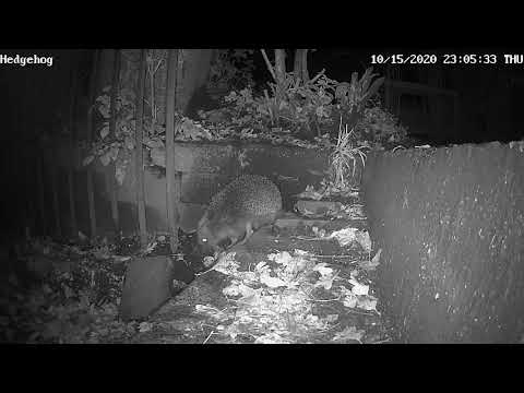 Hedgehogs up and down the steps 171020 Durham UK