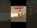 Funny Video Funny Dog Kid What S Just Happened I Didn T Know Shorts