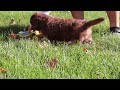 Mini Aussiedoodle dogs for sale: Maggie - Video 1