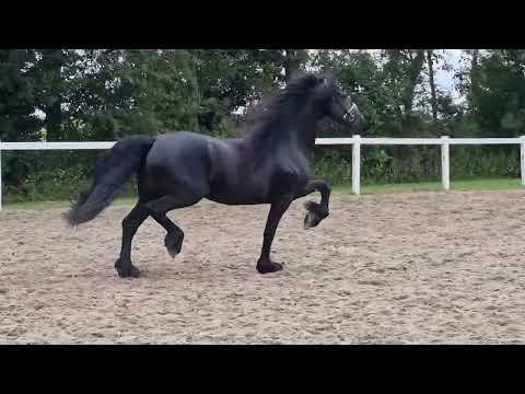 Stal Okkema's Anco - Norbert x Beart - Stallion - 2016