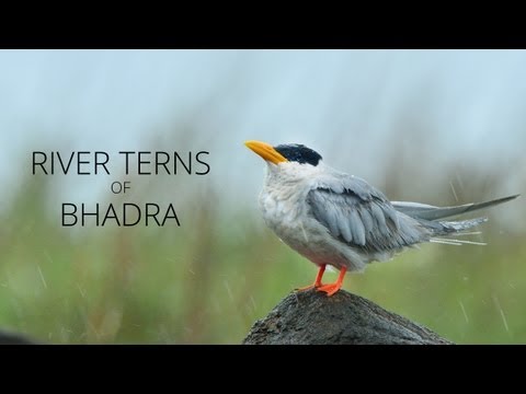 River Terns of Bhadra