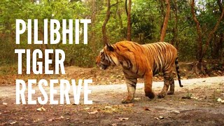 preview picture of video 'RAW INDIA - Pilibhit Tiger Reserve |  Chuka Beach'