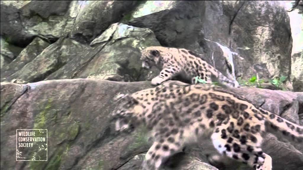 Snow leopard cubs make Bronx Zoo debut