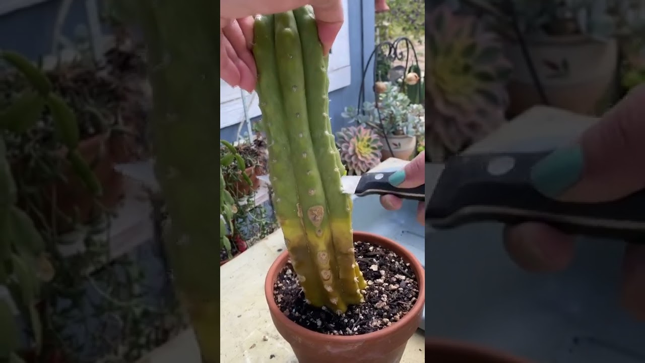 Rescuing my rotting cactus #cactuslover #plants #plantcare #plantpeople