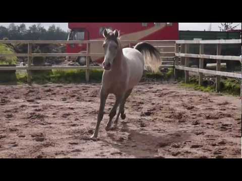 Rioscocia CA - Yearling colt