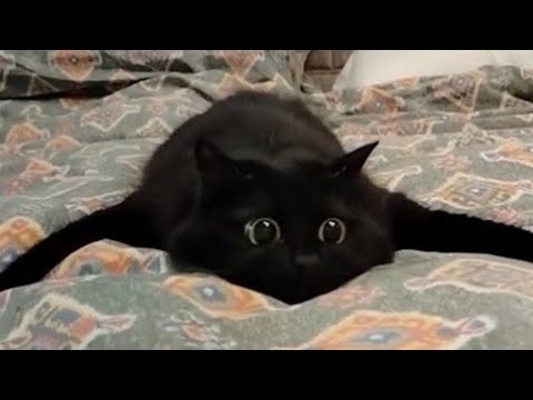 CATS: Crazy Antics and Unstoppable Chaos