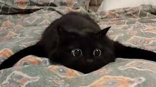 CATS: Crazy Antics and Unstoppable Chaos MQDEFAULT Thumbnail