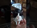 Tuxedo Cat Andrew Loves Chin Scratches