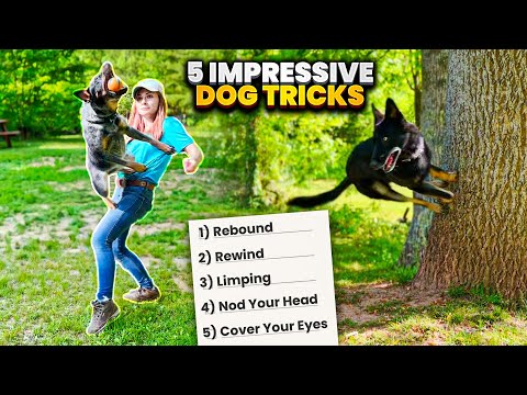 Amaze Your Friends with These 5 Easy-to-Learn Dog Tricks