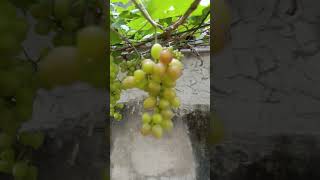 Anggur velyur 69 hsp mulai veraison.