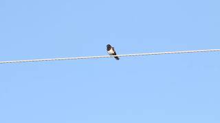 Eastern Towhee