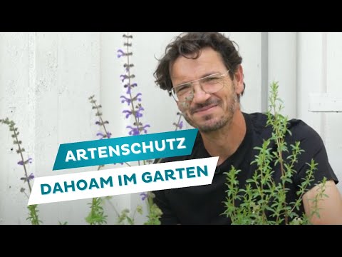 Species conservation and wild plants - tips for the natural garden