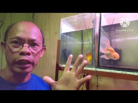 Goldfish Breeding - Day6  Thousands of goldfish fry start to hatch in my ten gallon fish tank