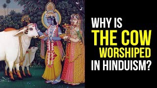 Video: In Hinduism, Cows are Non-Violent animals ('Ahimsa'), just like Hindus