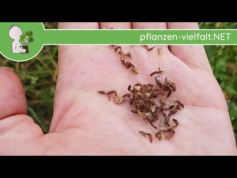 Helle bunte Schindeln auf dem Rücken und Bauchbehandlung Schmerzen im unteren Rücken zu nehmen