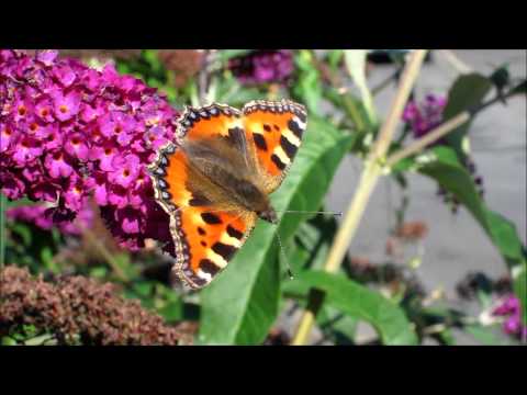 Small Tortoiseshell, Peacock & Red Admiral Butterflies
