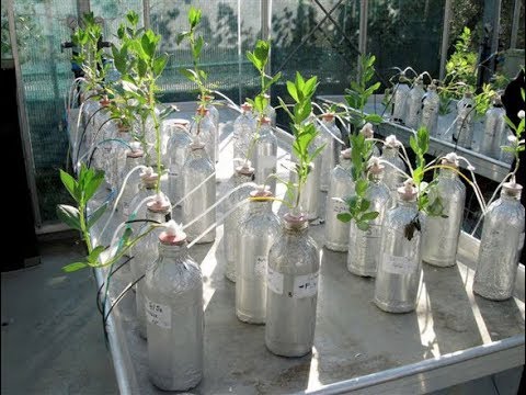 [HD] Die Phosphor-Krise - Das Ende der Menschheit (Doku)