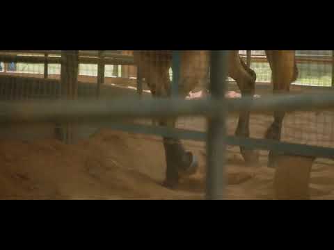 06/06/21 (ARENA GUABI) • 30º Congresso Brasileiro do Quarto de Milha