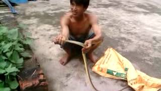 preview picture of video 'Bat ran chuyen nghiep o Quynh Phu Thai Binh'