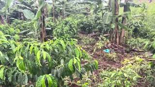 How to Plant coffee and banana together in Uganda Brazilian style