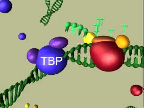 Eukaryotic transcription
