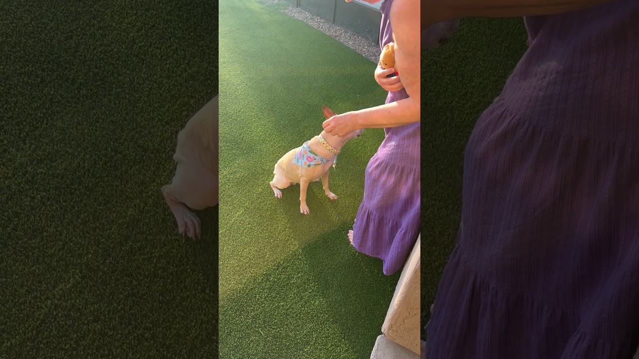 Stella, a ADOPTABLE mixed breed in Scottsdale, AZ video 4/6