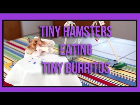 This Tiny Hamster Feast Just Made Me Grin!