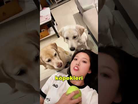 🐾 Onu kurtaranın bu köpek olacağını hiç beklemiyordu