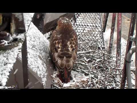 Big Red Hangs Around Nest Cup During Snow Squall – Mar. 18, 2019