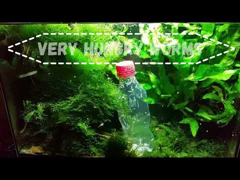 I HAVE WORMS in my FISH TANK ] PANIC? or Don't PANIC?