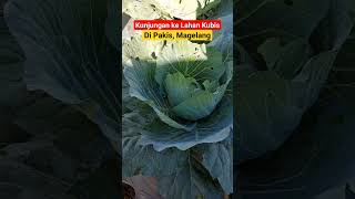 Download lagu KUNJUNGAN KE LAHAN KUBIS DI PAKIS MAGELANG mp3