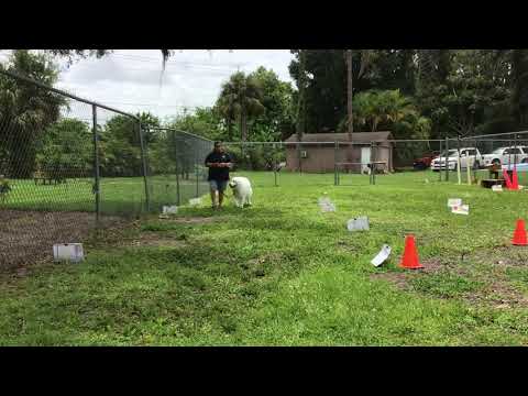 2020-07-05 Sally AKC RNV1