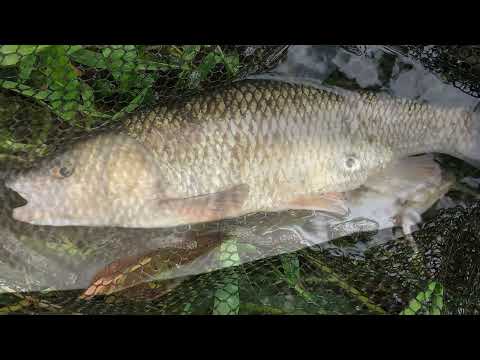 2023/24 River Kennet chub and barbel fishing