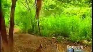 The Bravest Monkey in the Jungle - Monkey VS Tiger