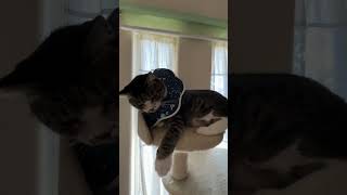 目ヤニを拭きたい下僕vs阻止する猫